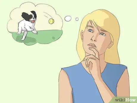 Выбор кавалер-кинг-чарльз-спаниеля Шаг 8