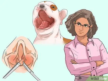 Лечить проблемы с дыханием у французских бульдогов Шаг 13