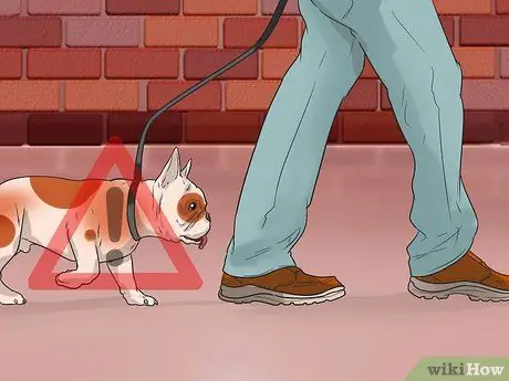 Лечить проблемы с дыханием у французских бульдогов Шаг 2