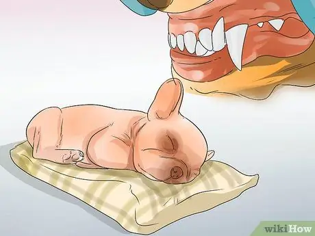 Лечить проблемы с дыханием у французских бульдогов Шаг 3