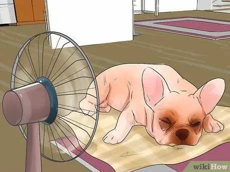 Лечить проблемы с дыханием у французских бульдогов Шаг 5