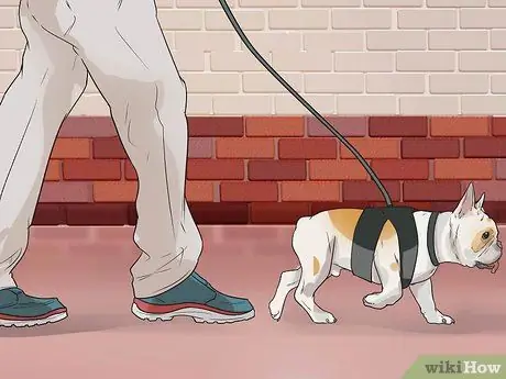 Лечить проблемы с дыханием у французских бульдогов Шаг 8