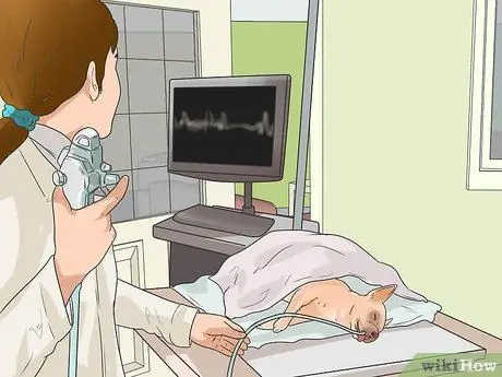 Лечить проблемы с дыханием у французских бульдогов Шаг 9