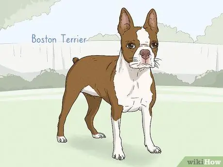 Как определить французского бульдога Шаг 15