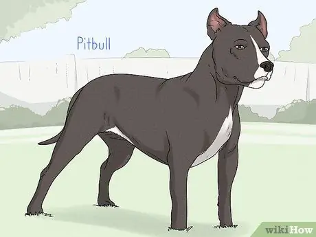 Как определить французского бульдога Шаг 18