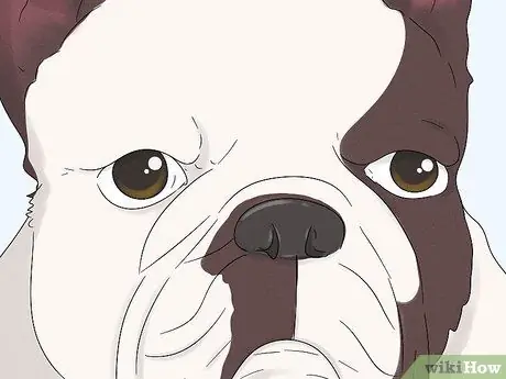 Как определить французского бульдога Шаг 3