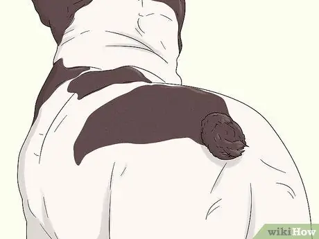 Как определить французского бульдога Шаг 4