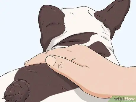 Как определить французского бульдога Шаг 6