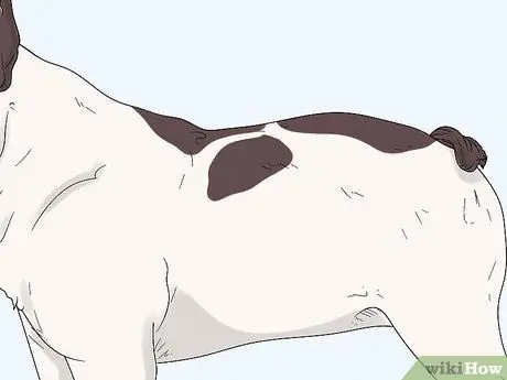 Как определить французского бульдога Шаг 7