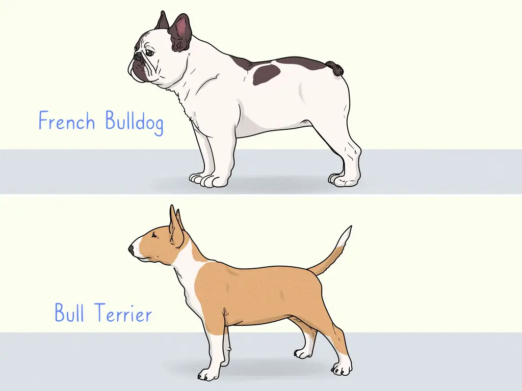 4 способа идентифицировать французского бульдога