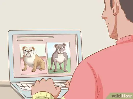 Определите английского бульдога, шаг 2