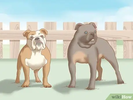 Определите английского бульдога, шаг 3