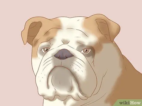 Определение английского бульдога Шаг 4