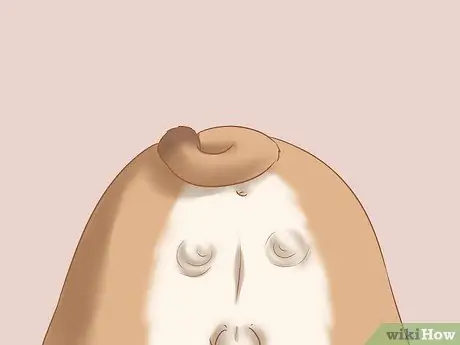 Определение английского бульдога Шаг 7