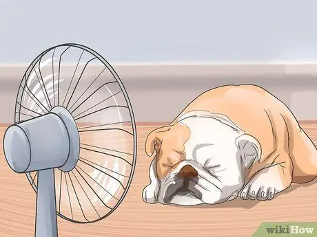 Диагностика респираторных заболеваний у бульдогов Шаг 10