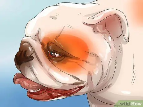 Диагностика респираторных заболеваний у бульдогов Шаг 2