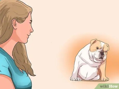 Диагностика респираторных заболеваний у бульдогов Шаг 3