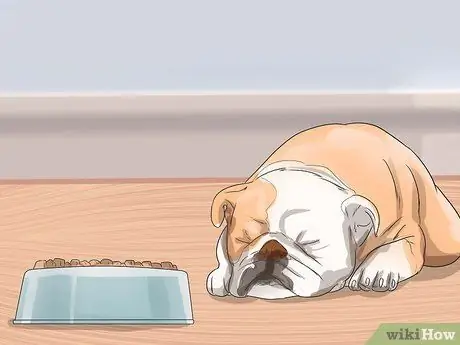 Диагностика респираторных заболеваний у бульдогов Шаг 4