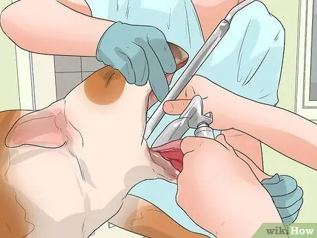 Диагностика респираторных проблем у бульдогов Шаг 8