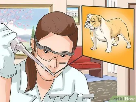 Диагностика респираторных заболеваний у бульдогов Шаг 9