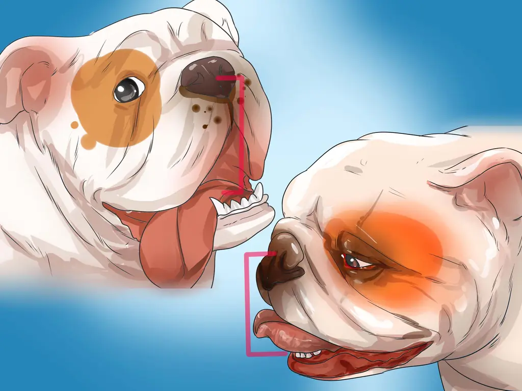 3 способа диагностики респираторных заболеваний у бульдогов