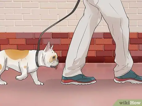 Диагностика проблем с дыханием у французских бульдогов Шаг 2