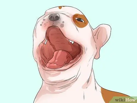 Диагностика проблем с дыханием у французских бульдогов Шаг 3