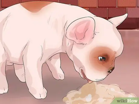 Диагностика проблем с дыханием у французских бульдогов Шаг 4