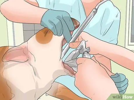 Диагностика проблем с дыханием у французских бульдогов Шаг 6