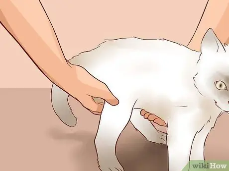 Поднять кота Шаг 5