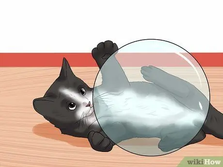 Выберите имя для своей кошки Шаг 1