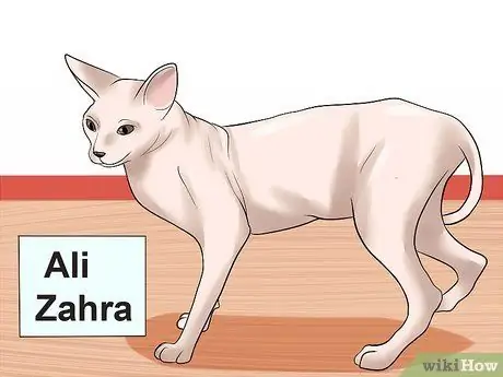 Выберите имя для своей кошки Шаг 3