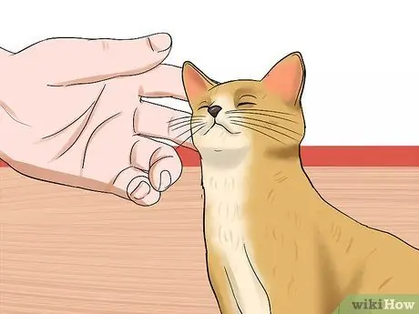 Выберите имя для своей кошки Шаг 9