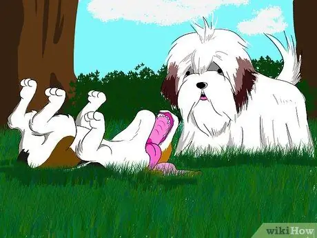 Выберите идеального щенка, шаг 3