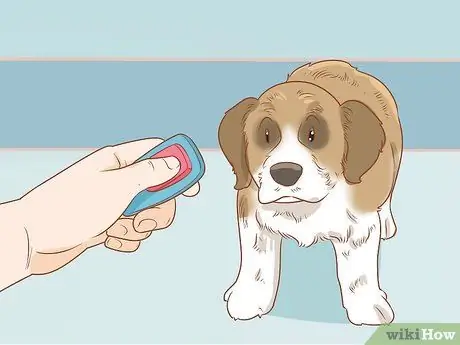 Дрессировка щенка сенбернара Шаг 1