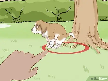 Дрессировка щенка сенбернара Шаг 11