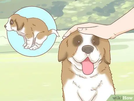 Дрессировка щенка сенбернара Шаг 13