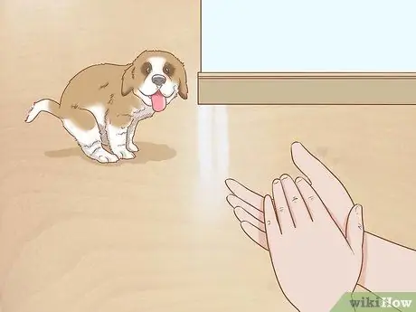 Дрессировка щенка сенбернара Шаг 14