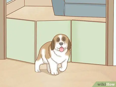 Дрессировка щенка сенбернара Шаг 15