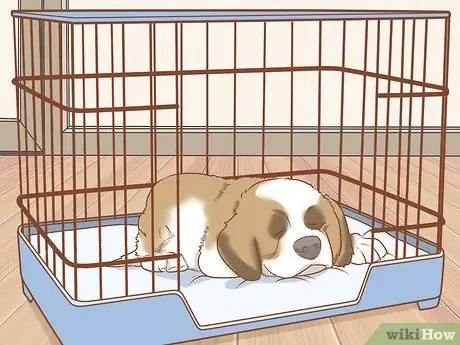 Дрессировка щенка сенбернара Шаг 16