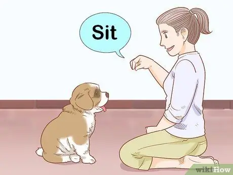 Дрессировка щенка сенбернара Шаг 2