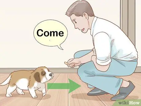 Дрессировка щенка сенбернара Шаг 3