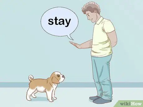 Дрессировка щенка сенбернара Шаг 4