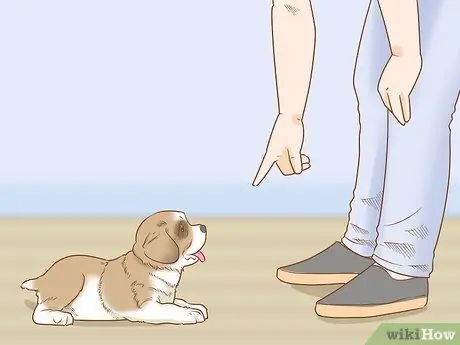 Дрессировка щенка сенбернара Шаг 5