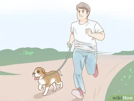 Дрессировка щенка сенбернара Шаг 6