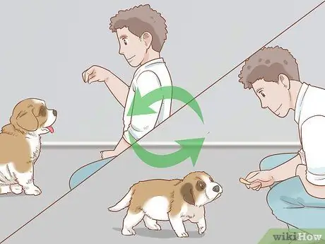 Дрессировка щенка сенбернара Шаг 7