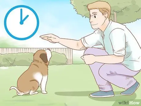 Дрессировка щенка сенбернара Шаг 8