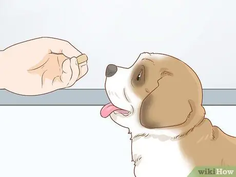 Дрессировка щенка сенбернара Шаг 9