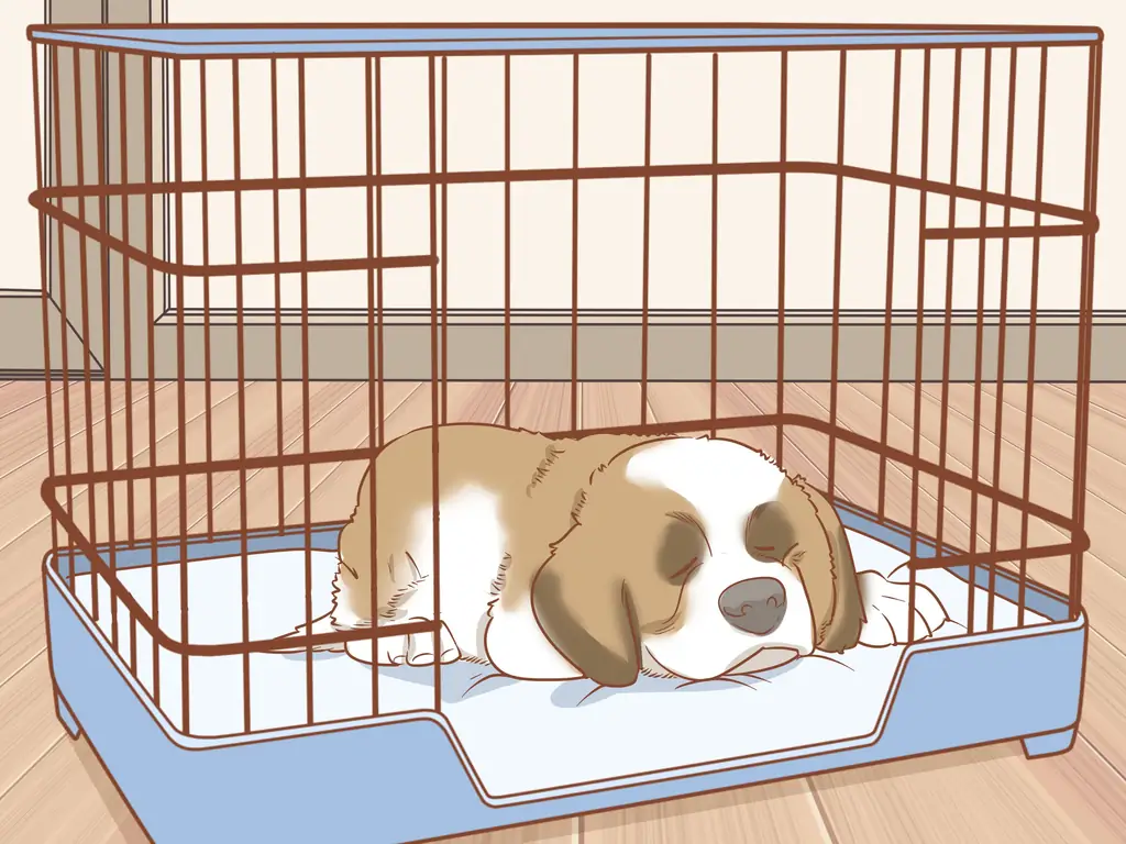 3 способа дрессировки щенка сенбернара