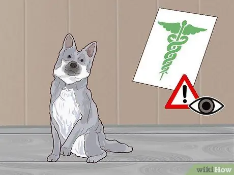 Получите незаинтересованного щенка в восторге от дрессировки Шаг 1